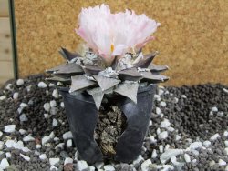Ariocarpus furfuraceus La Ascencion XXL 10 cm - 12394685