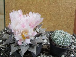 Ariocarpus furfuraceus La Ascencion XXL 10 cm - 12394686
