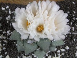 Ariocarpus furfuraceus 11 cm - 12394702