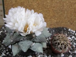 Ariocarpus furfuraceus 11 cm - 12394707