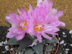 Ariocarpus confusus Aramberi pot 10 cm Cites IA - 12394717