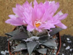 Ariocarpus confusus Aramberi pot 10 cm Cites IA - 12394718