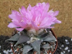 Ariocarpus confusus Aramberi pot 10 cm Cites IA - 12394719