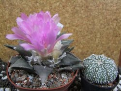 Ariocarpus confusus Aramberi pot 10 cm Cites IA - 12394720