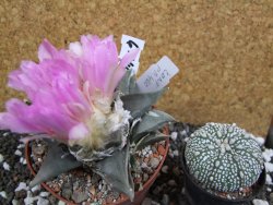 Ariocarpus confusus Aramberi pot 10 cm Cites IA - 12394721