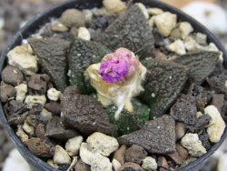 Ariocarpus fissuratus, pot 5,5 cm - 12394771