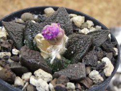 Ariocarpus fissuratus, pot 5,5 cm - 12394772