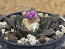 Ariocarpus fissuratus, pot 5,5 cm - 12394773