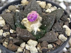 Ariocarpus fissuratus, pot 5,5 cm - 12394774