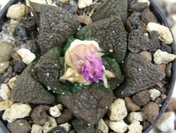 Ariocarpus fissuratus, pot 5,5 cm - 12394775