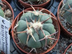 Echinocactus horizonthalonius RS1038 La Trinidad SLP, pot 5,5 cm - 12395070