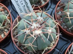 Echinocactus horizonthalonius RS1038 La Trinidad SLP, pot 5,5 cm - 12395071