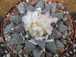 Ariocarpus retusus SB 68 pot 10,5 cm cites IA - 12395301