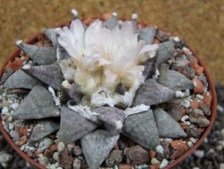 Ariocarpus retusus SB 68 pot 10,5 cm cites IA - 12395302