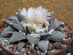 Ariocarpus retusus SB 68 pot 10,5 cm cites IA