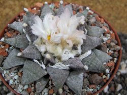 Ariocarpus retusus SB 68 pot 10,5 cm cites IA - 12395306