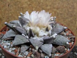 Ariocarpus retusus SB 68 pot 10,5 cm cites IA - 12395307