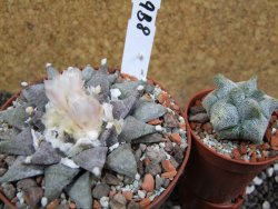 Ariocarpus retusus SB 68 pot 10,5 cm cites IA - 12395308