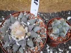 Ariocarpus retusus SB 68 pot 10,5 cm cites IA - 12395309