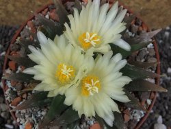 Ariocarpus trigonus horacekii Jaumave pot 10,5 cm - 12395322