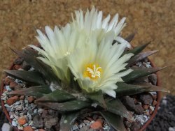 Ariocarpus trigonus horacekii Jaumave pot 10,5 cm - 12395323