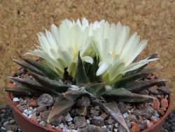 Ariocarpus trigonus horacekii Jaumave pot 10,5 cm - 12395324