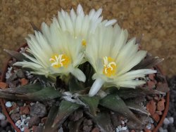 Ariocarpus trigonus horacekii Jaumave pot 10,5 cm - 12395325