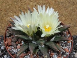 Ariocarpus trigonus horacekii Jaumave pot 10,5 cm - 12395326