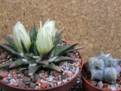 Ariocarpus trigonus horacekii Jaumave pot 10,5 cm - 12395342