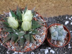 Ariocarpus trigonus horacekii Jaumave pot 10,5 cm - 12395343