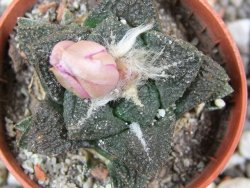 Ariocarpus fissuratus, pot 5,5 cm Cites IA