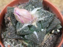 Ariocarpus fissuratus, pot 5,5 cm Cites IA - 12395447