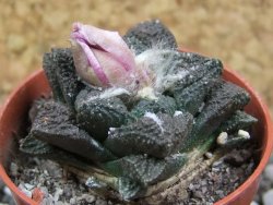 Ariocarpus fissuratus, pot 5,5 cm Cites IA - 12395449