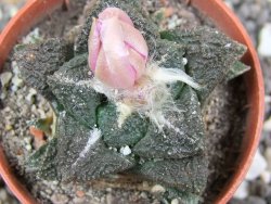 Ariocarpus fissuratus, pot 5,5 cm Cites IA - 12395450