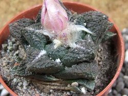 Ariocarpus fissuratus, pot 5,5 cm Cites IA - 12395451