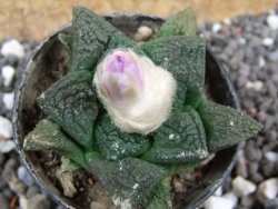 Ariocarpus fissuratus, pot 5,5 cm Cites IA