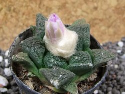 Ariocarpus fissuratus, pot 5,5 cm Cites IA - 12395473