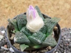 Ariocarpus fissuratus, pot 5,5 cm Cites IA - 12395474