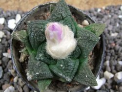 Ariocarpus fissuratus, pot 5,5 cm Cites IA - 12395475