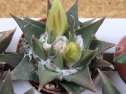 Ariocarpus trigonus minor, pot 5,5 cm