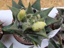 Ariocarpus trigonus minor, pot 5,5 cm - 12395503