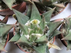 Ariocarpus trigonus minor, pot 5,5 cm - 12395506