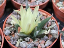 Ariocarpus trigonus horacekii Jaumave, Tam. pot 5,5 cm