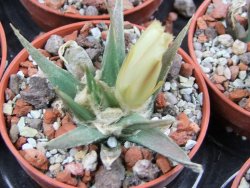 Ariocarpus trigonus horacekii Jaumave, Tam. pot 5,5 cm - 12395547