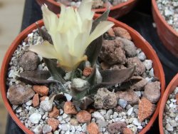Ariocarpus trigonus horacekii Jaumave, Tam. pot 5,5 cm - 12395548