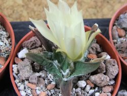 Ariocarpus trigonus horacekii Jaumave, Tam. pot 5,5 cm - 12395549