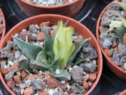 Ariocarpus trigonus horacekii Jaumave, Tam. pot 5,5 cm - 12395550