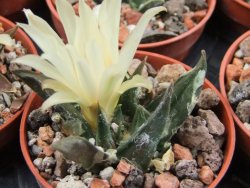 Ariocarpus trigonus horacekii Jaumave, Tam. pot 5,5 cm - 12395551