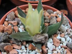 Ariocarpus trigonus horacekii Jaumave, Tam. pot 5,5 cm - 12395553