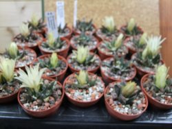 Ariocarpus trigonus horacekii Jaumave, Tam. pot 5,5 cm - 12395554